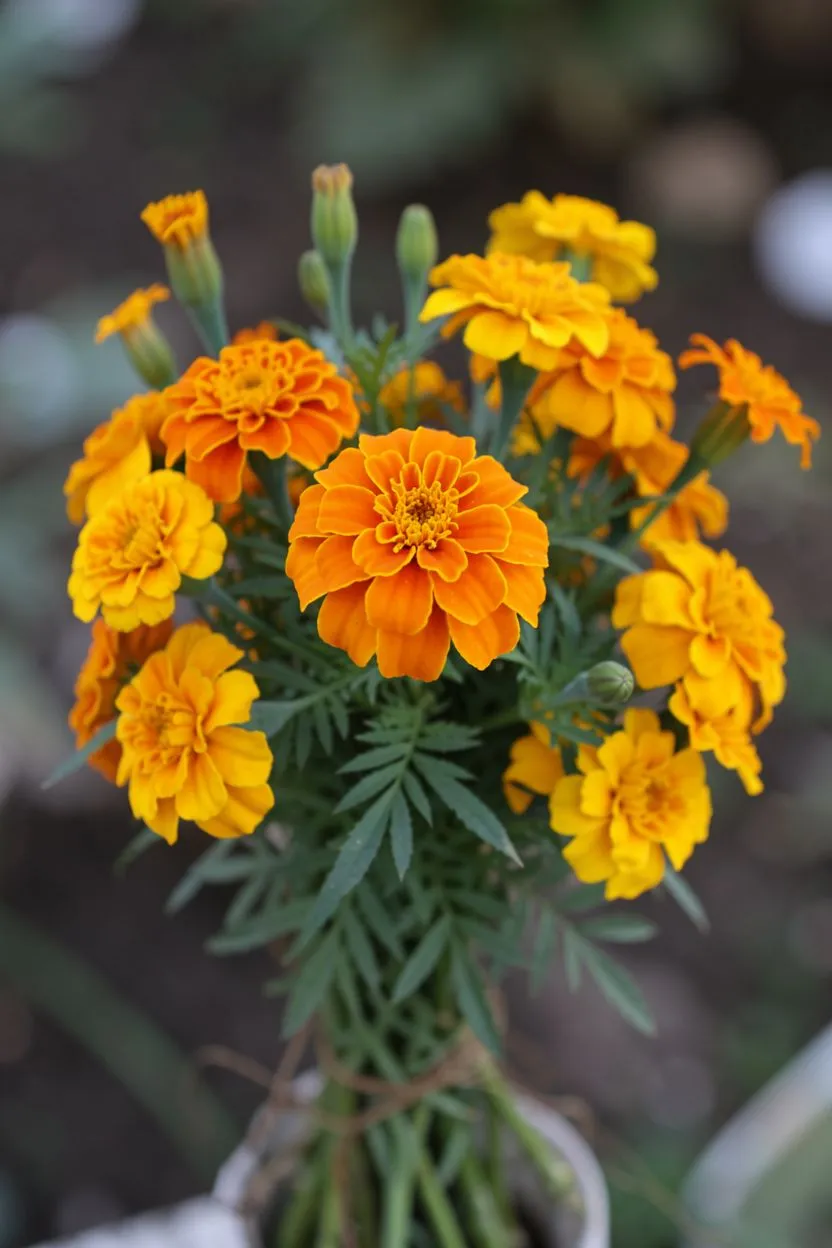 Carnation Faithful Gratitude